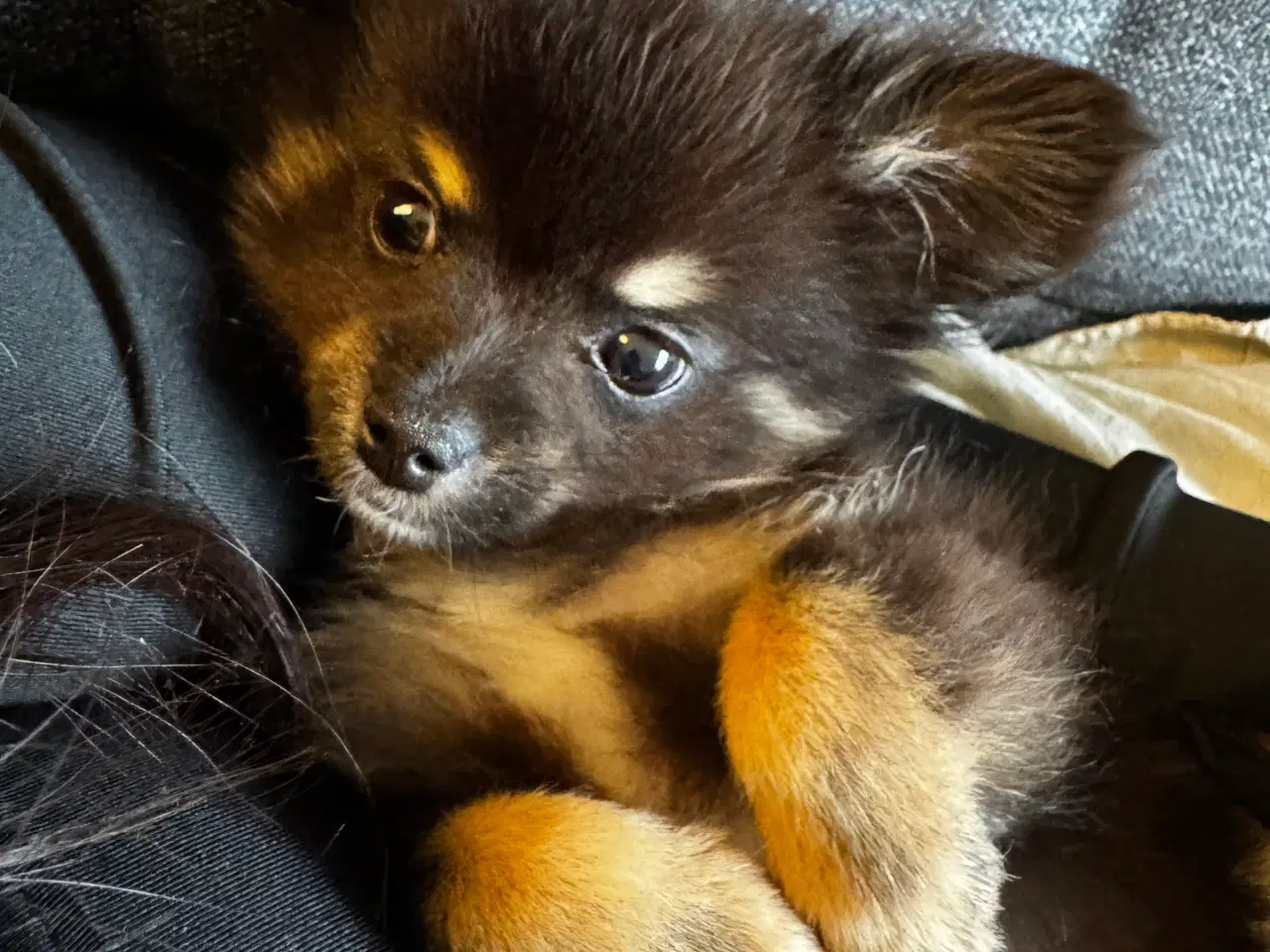 Billede 3 - Pomchi hvalp