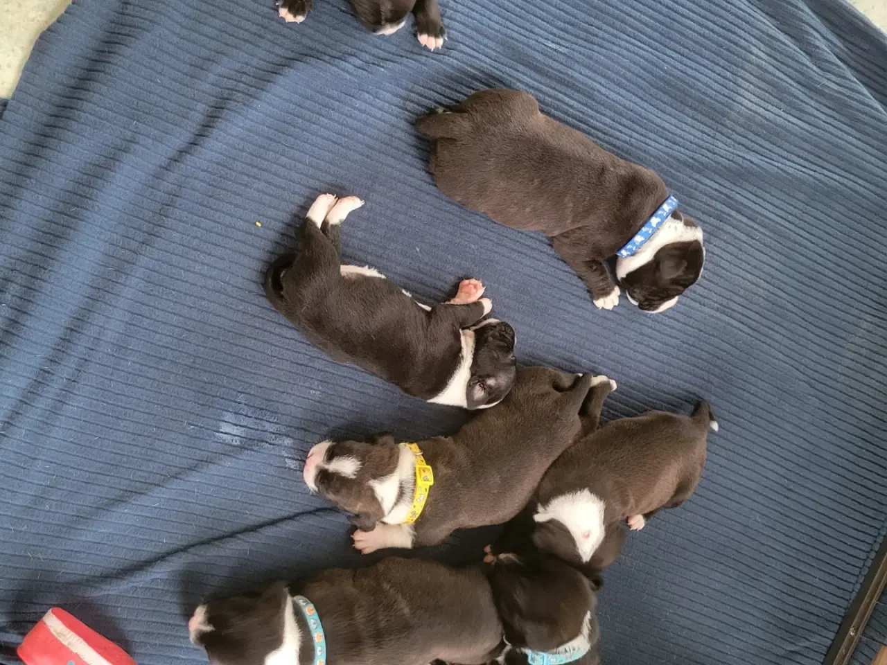 Billede 1 - Staffordshire Bull Terrier Hvalpe 5 uger