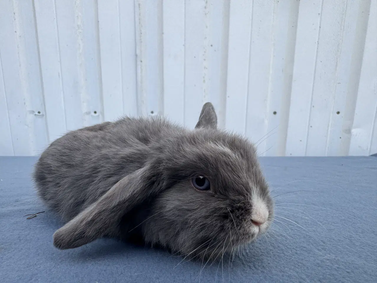 Billede 6 - Dværgvædder hunkanin