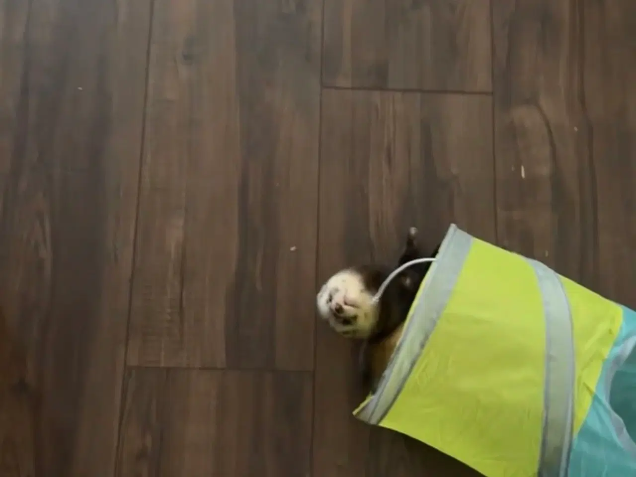 Billede 3 - 2 fritter/ilder med bur