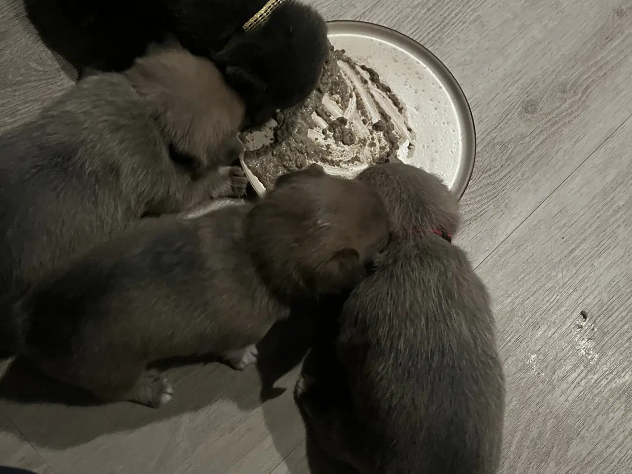 Billede 2 - Kærlighed og Charme: Skønne Pomchi-Hvalpe