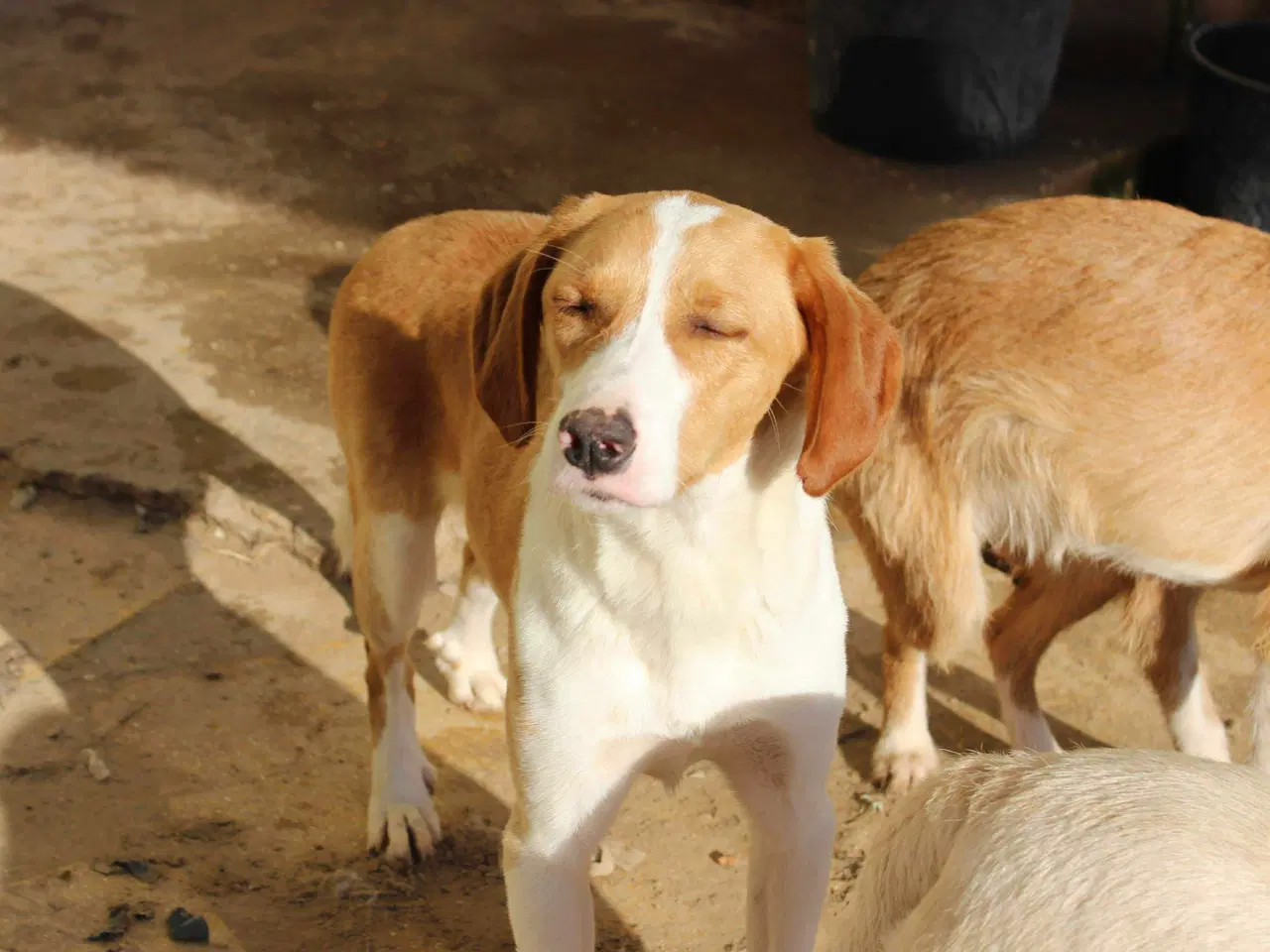 Billede 15 - Skønne Riga søger sit 4ever hjem