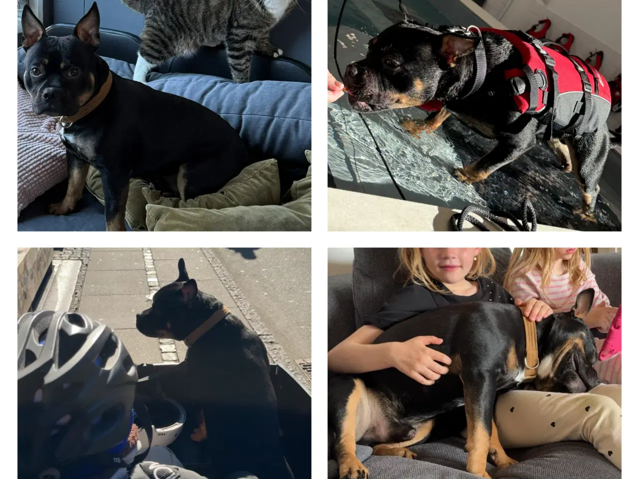 Billede 4 - Blandingshund søger foreverhome
