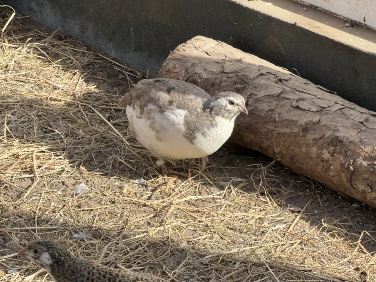 Billede 10 - Vagtel rugeæg 