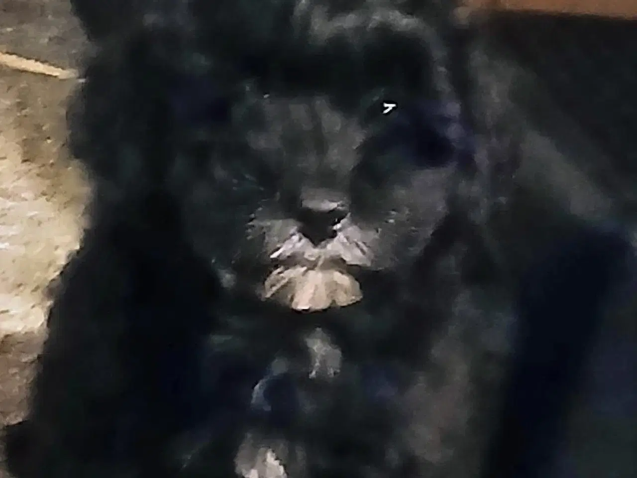 Billede 6 - Havapoo Puddel/Havaneser 