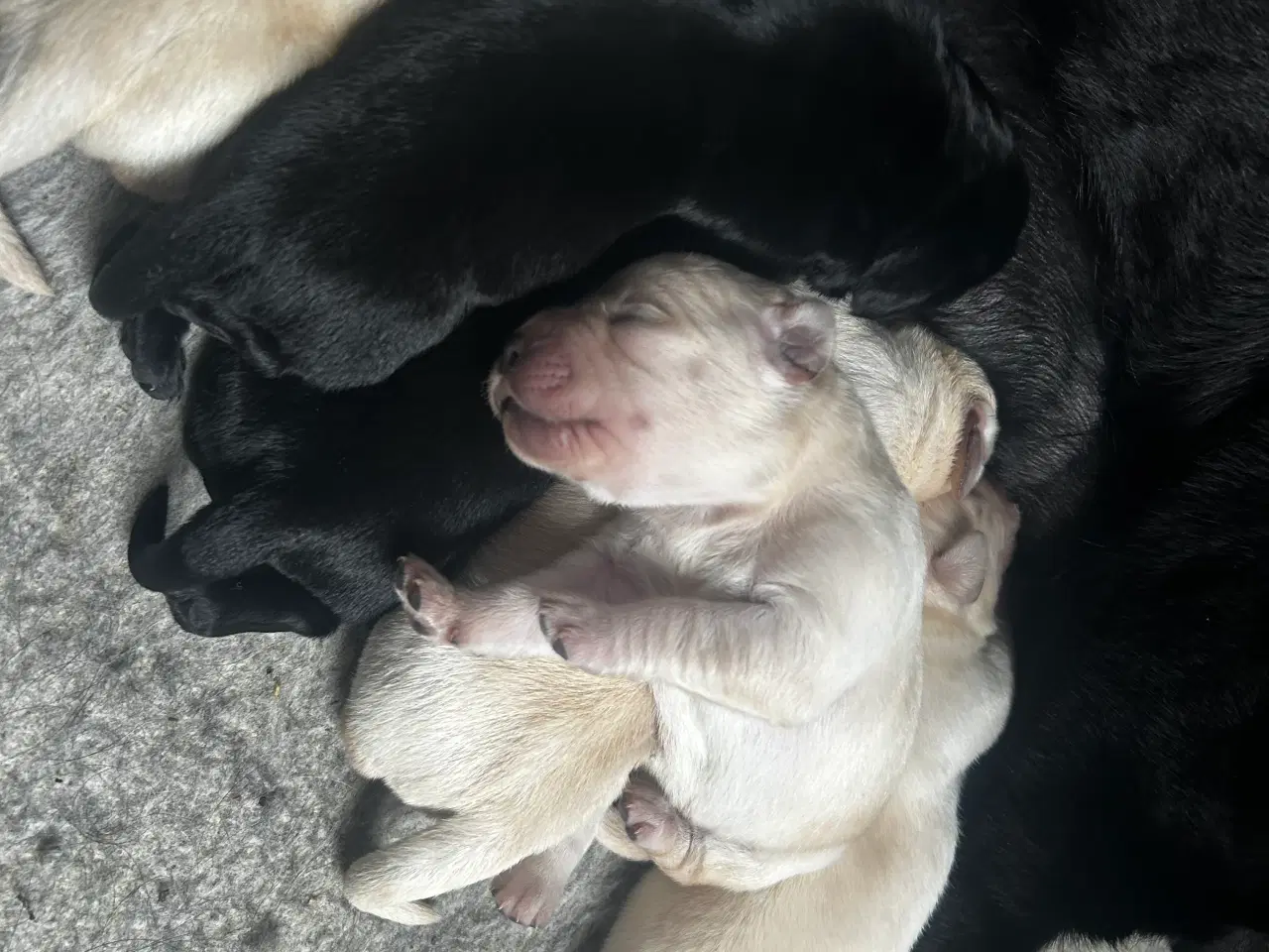 Billede 5 - Golden retriever/ labrador 