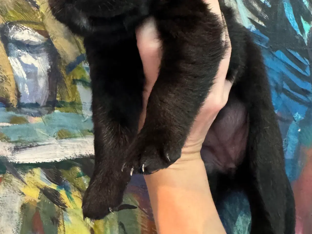 Billede 3 - Golden Retriever & Rottweiler mix