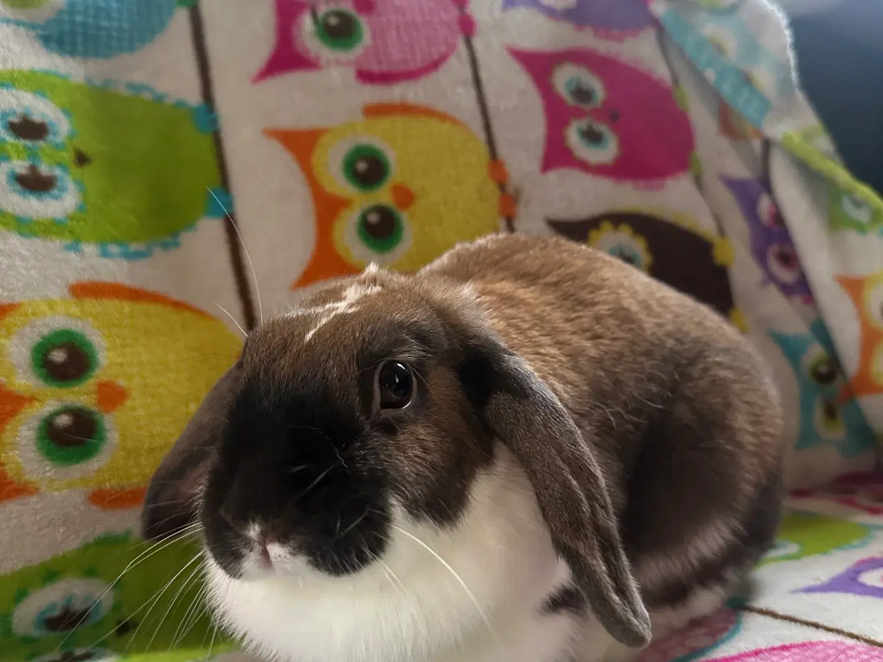 Billede 5 - 2 kaniner gives væk “GRATIS”