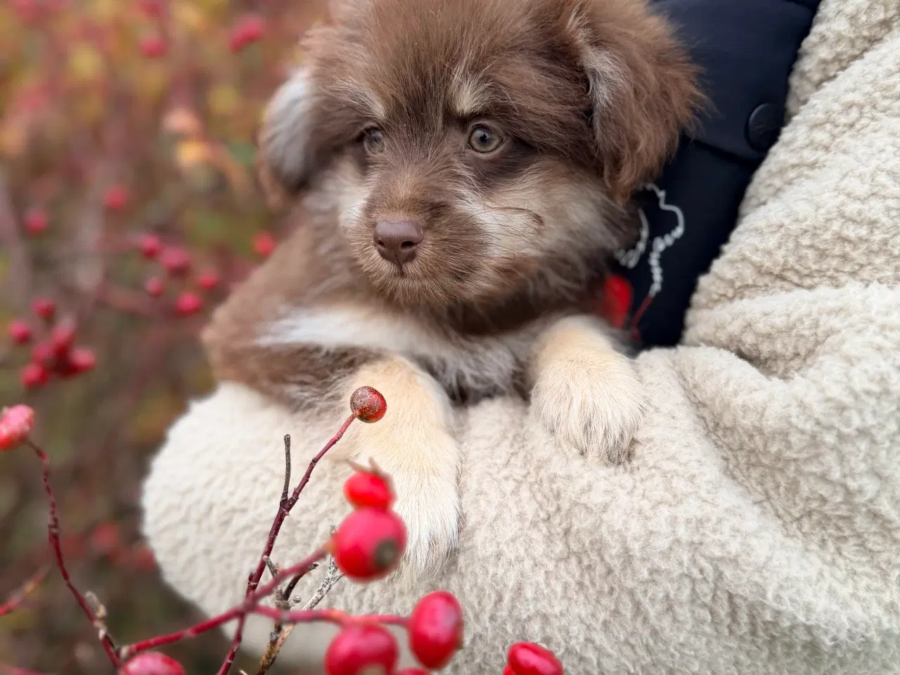 Billede 2 - Brune Pomapoo bamser