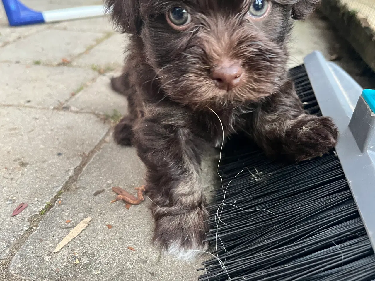 Billede 3 - Bichon Havanais 
