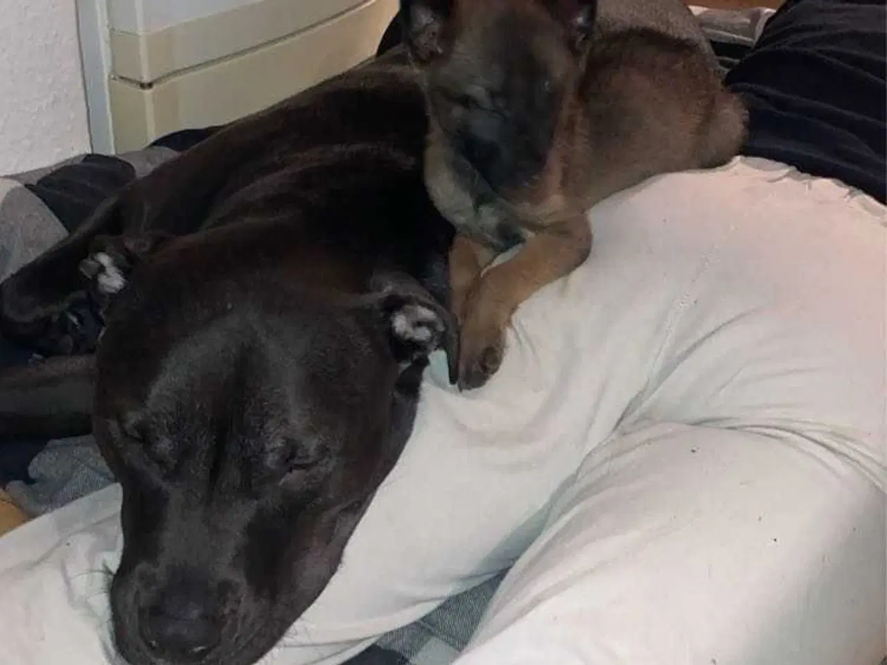 Billede 11 - Klar til at flytte hjemmefra 🐕 