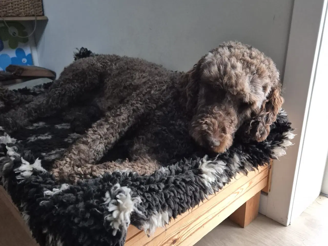 Billede 2 - Lagotto