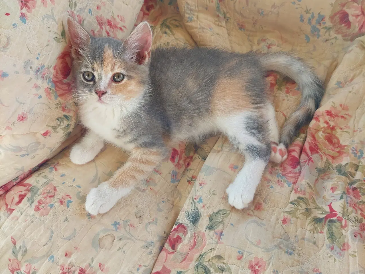 Billede 3 - Smukke tortie killinger