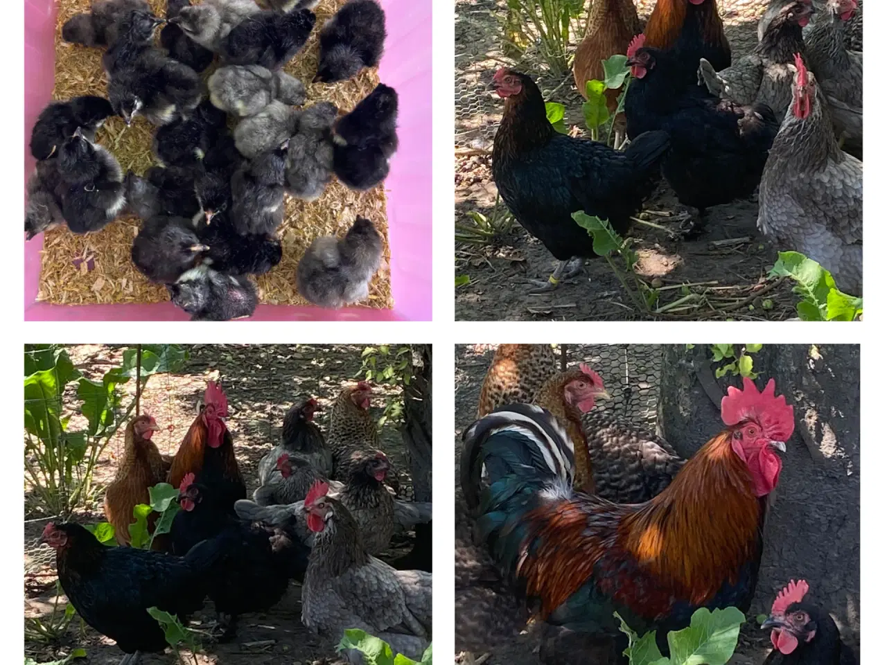 Billede 2 - Daggamle kyllinger stor race farvede æg. 