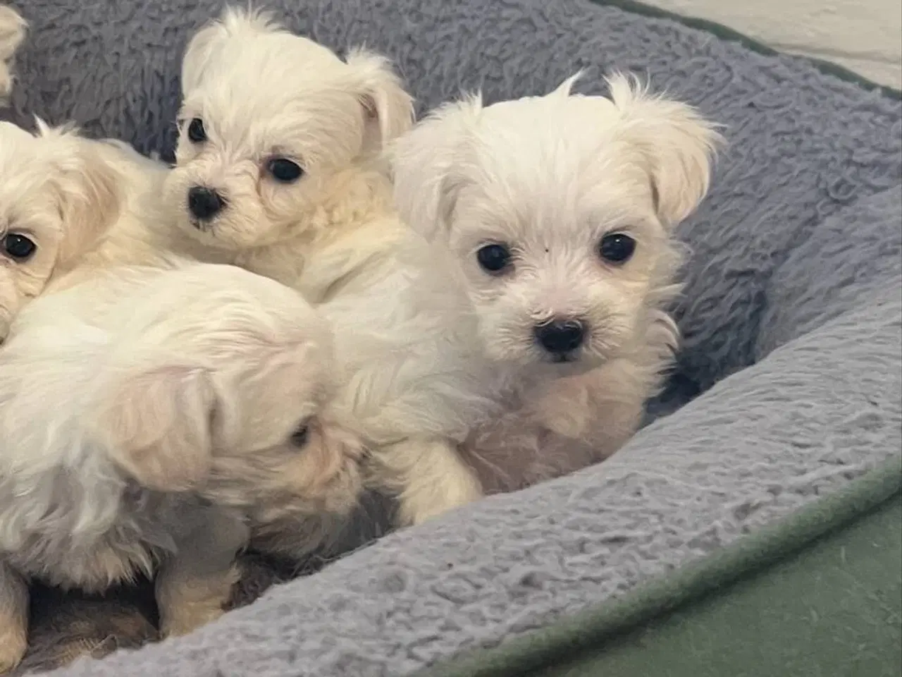 Billede 7 - malteser/Bichon Bolognese hvalpe