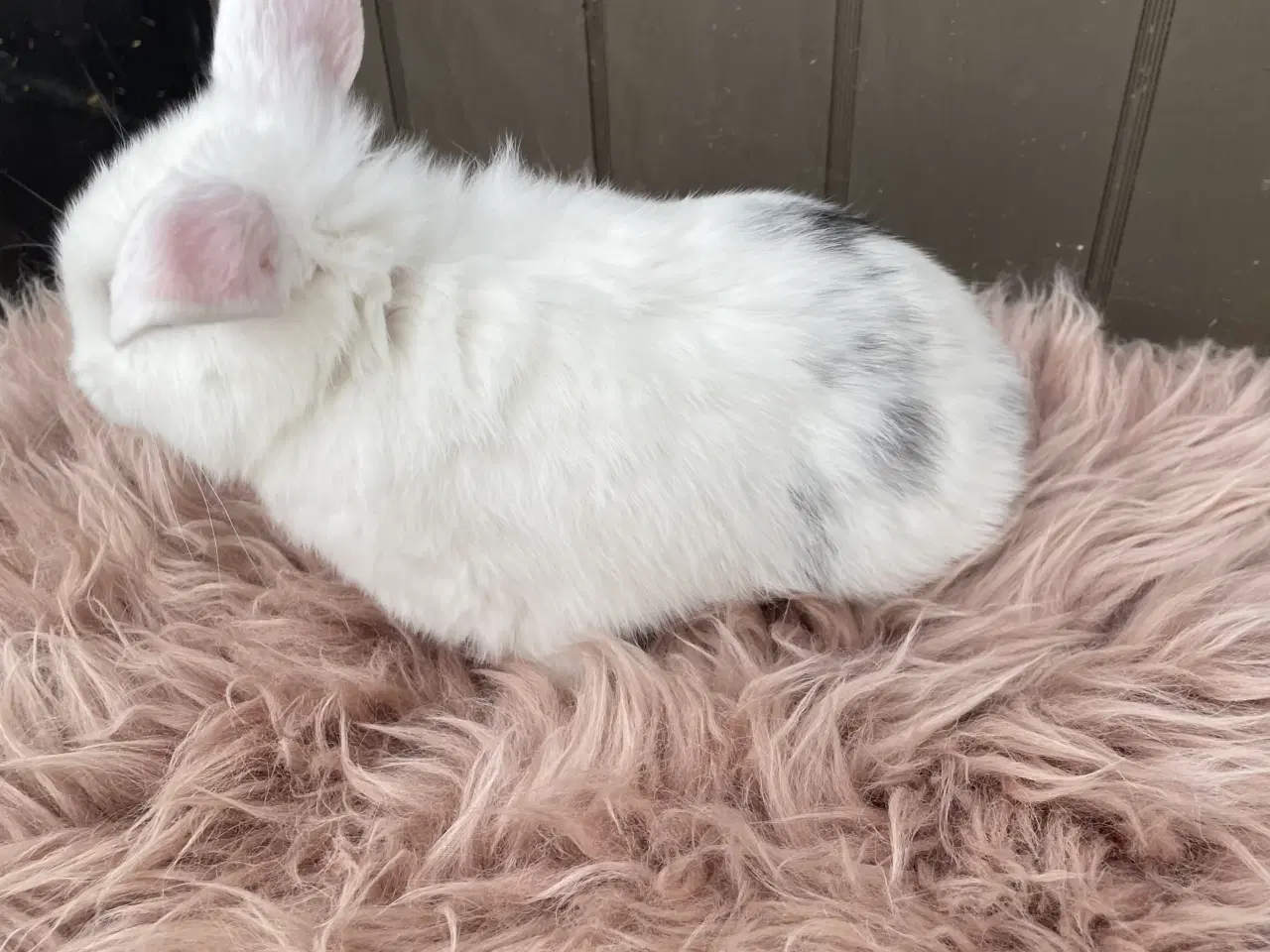 Billede 7 - Minilop dreng klar nu