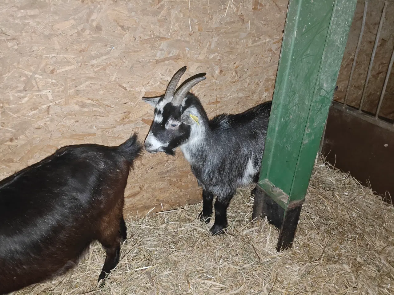 Billede 3 - Gedemor og bukkekid