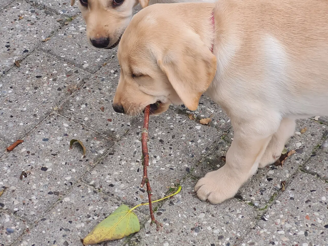 Billede 5 - Gule labrador hvalpe.