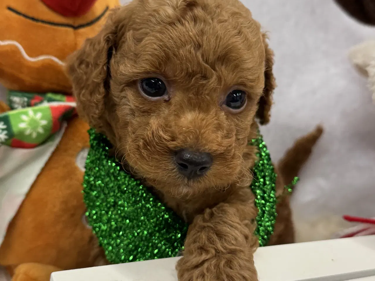 Billede 1 - Maltipoo  få rejseklar 