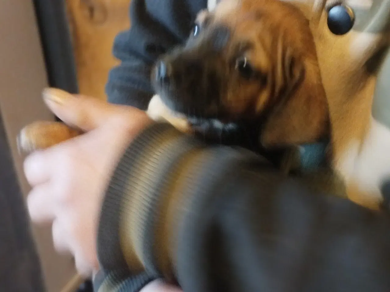 Billede 2 - blandings hund ds gårdhund chichacha