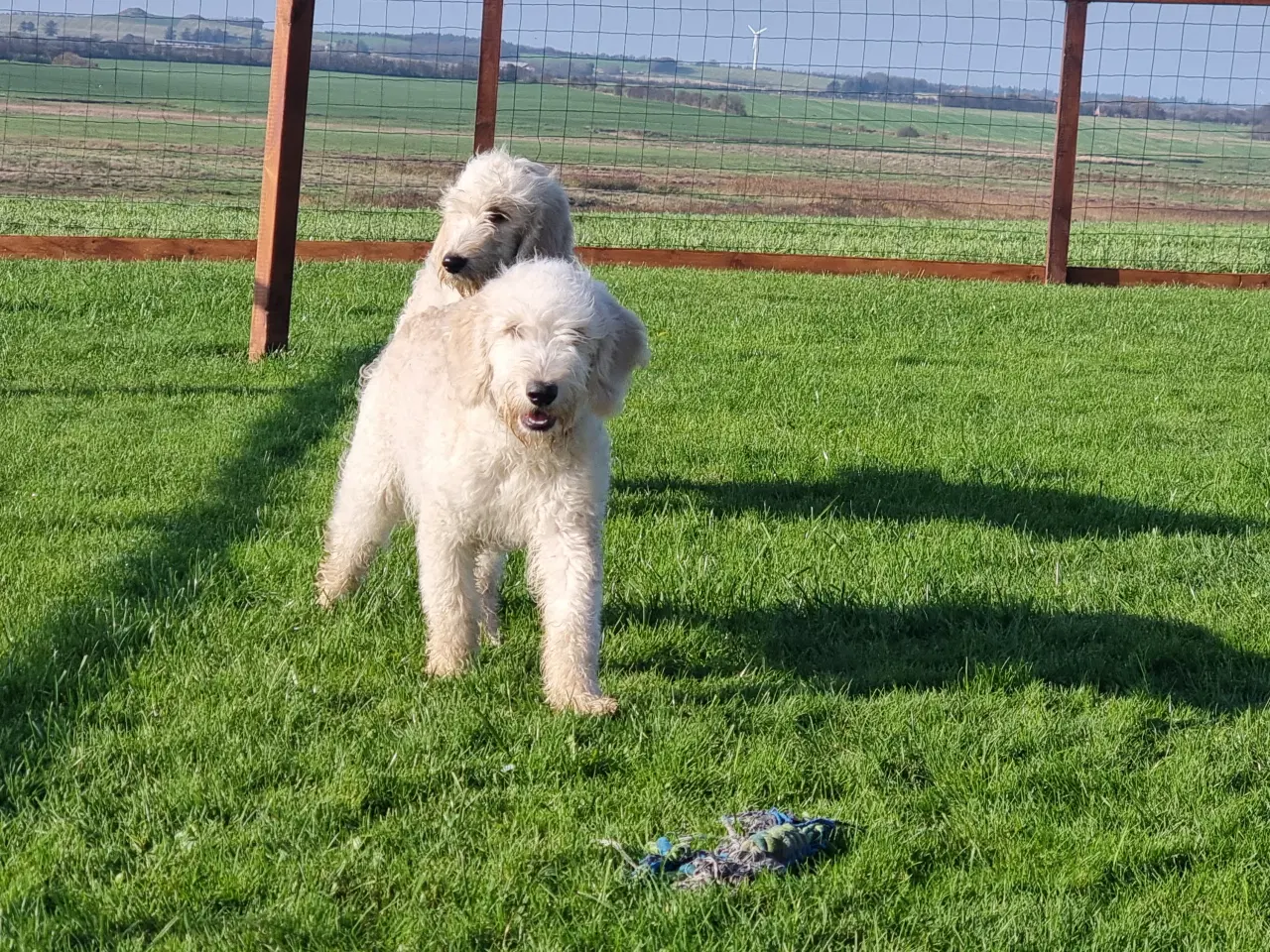 Billede 2 - 2 skønheder Golden doodle hanner 