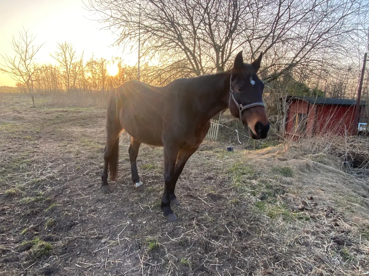 Billede 6 - 13 årig pensioneret traver hoppe/ hygge hest/