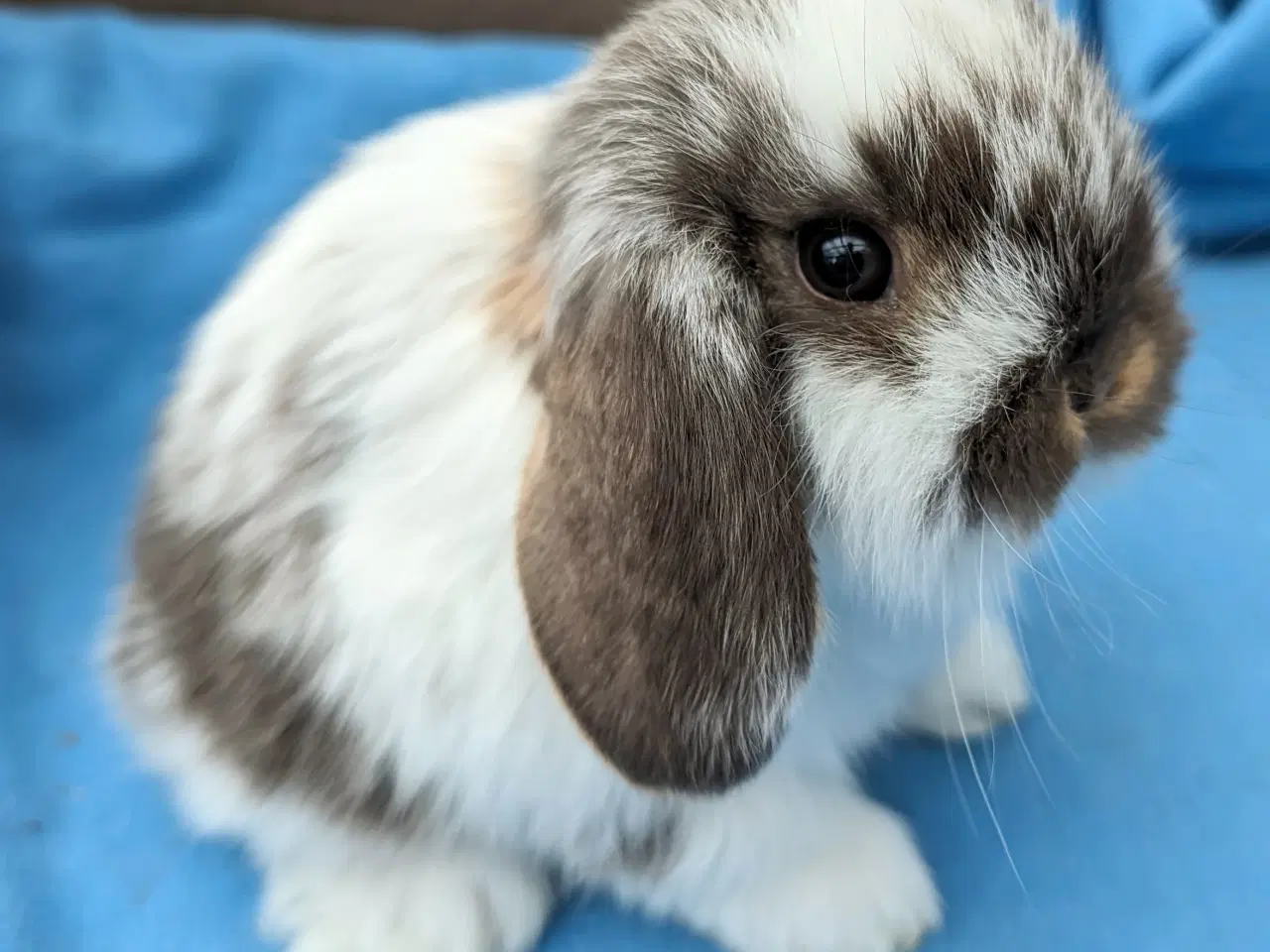 Billede 4 - Minilop kaninunge sælges 