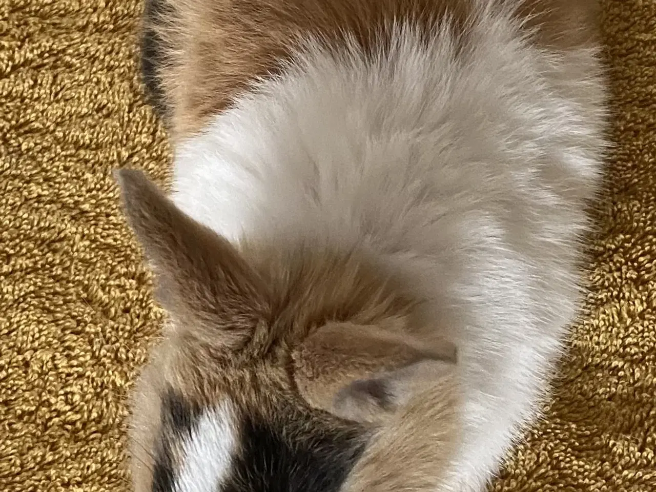 Billede 10 - HOLLÆNDER HAN JAPANER SORT/GUL