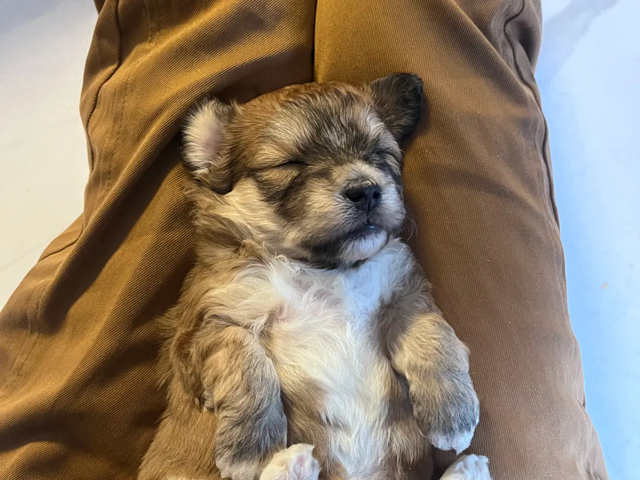 Billede 13 - Cottonpoo eller potton hvalpe