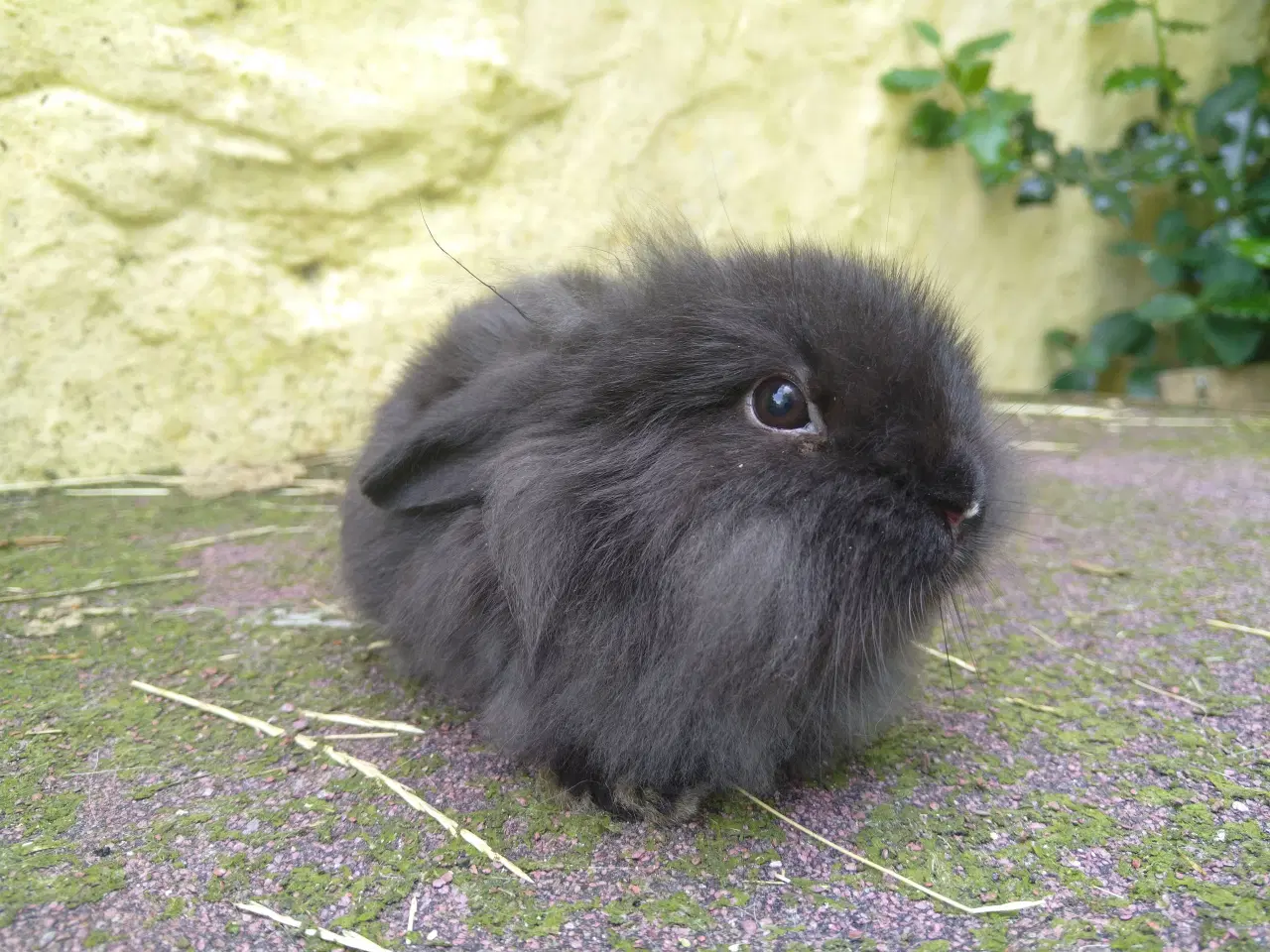 Billede 9 - Mini Lop & Mini Lop Løvehoved unger 27/09