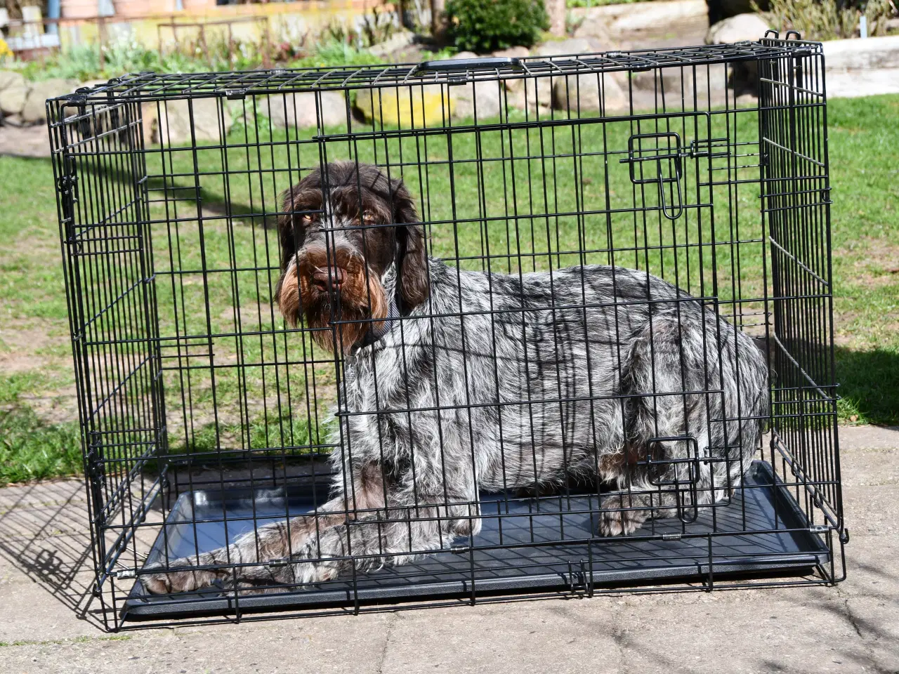 Billede 1 - Hundebur - transportbur sælges