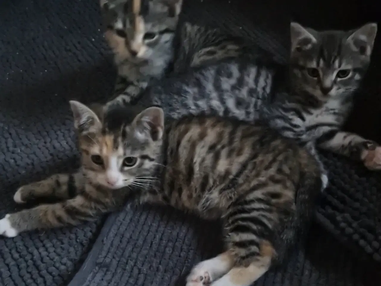 Billede 3 - Søde kattekilinger