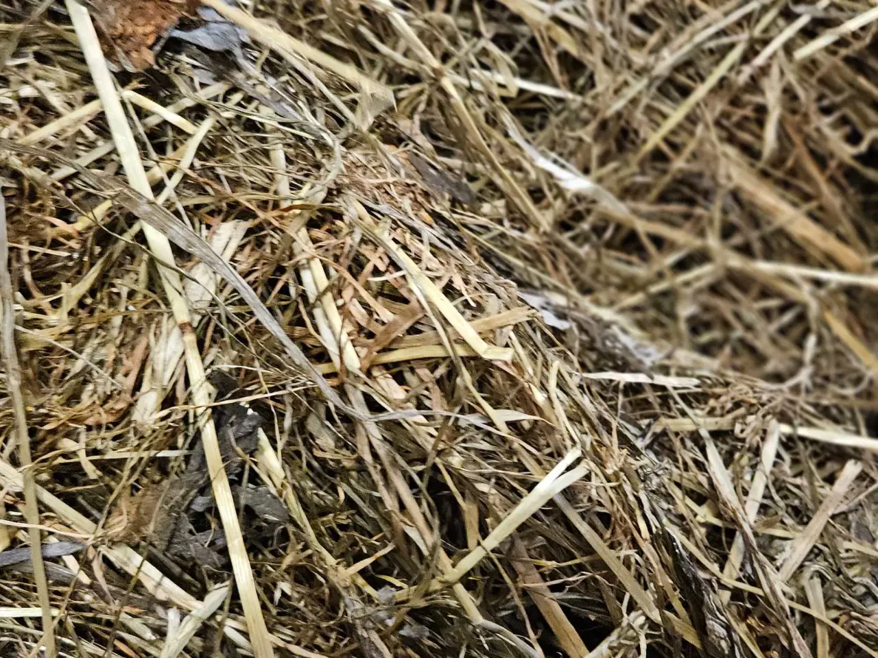 Billede 1 - Wrap af kløvergræs