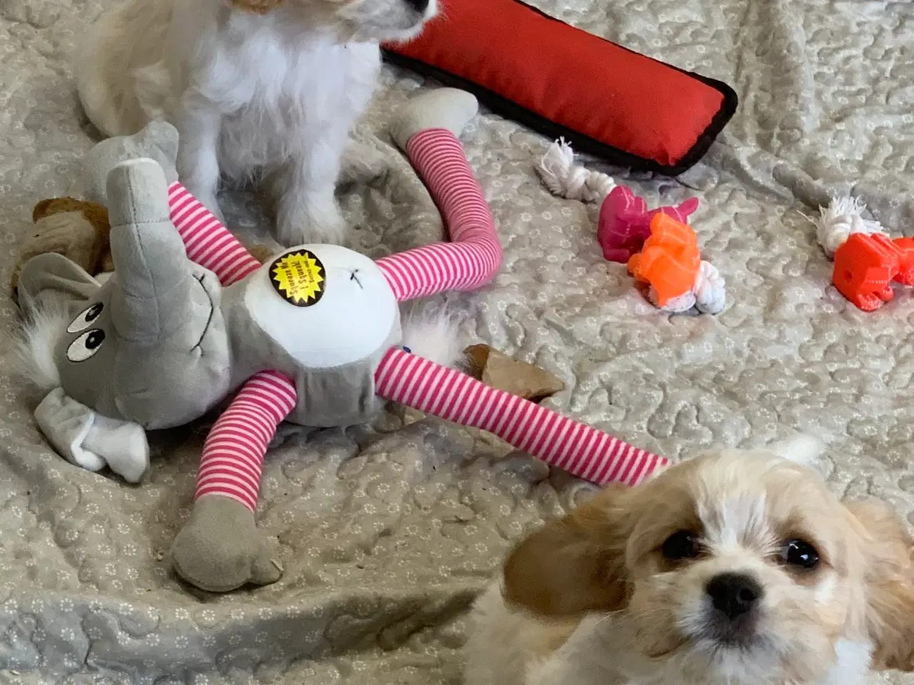 Billede 18 - Bichon / cavalier babyer 