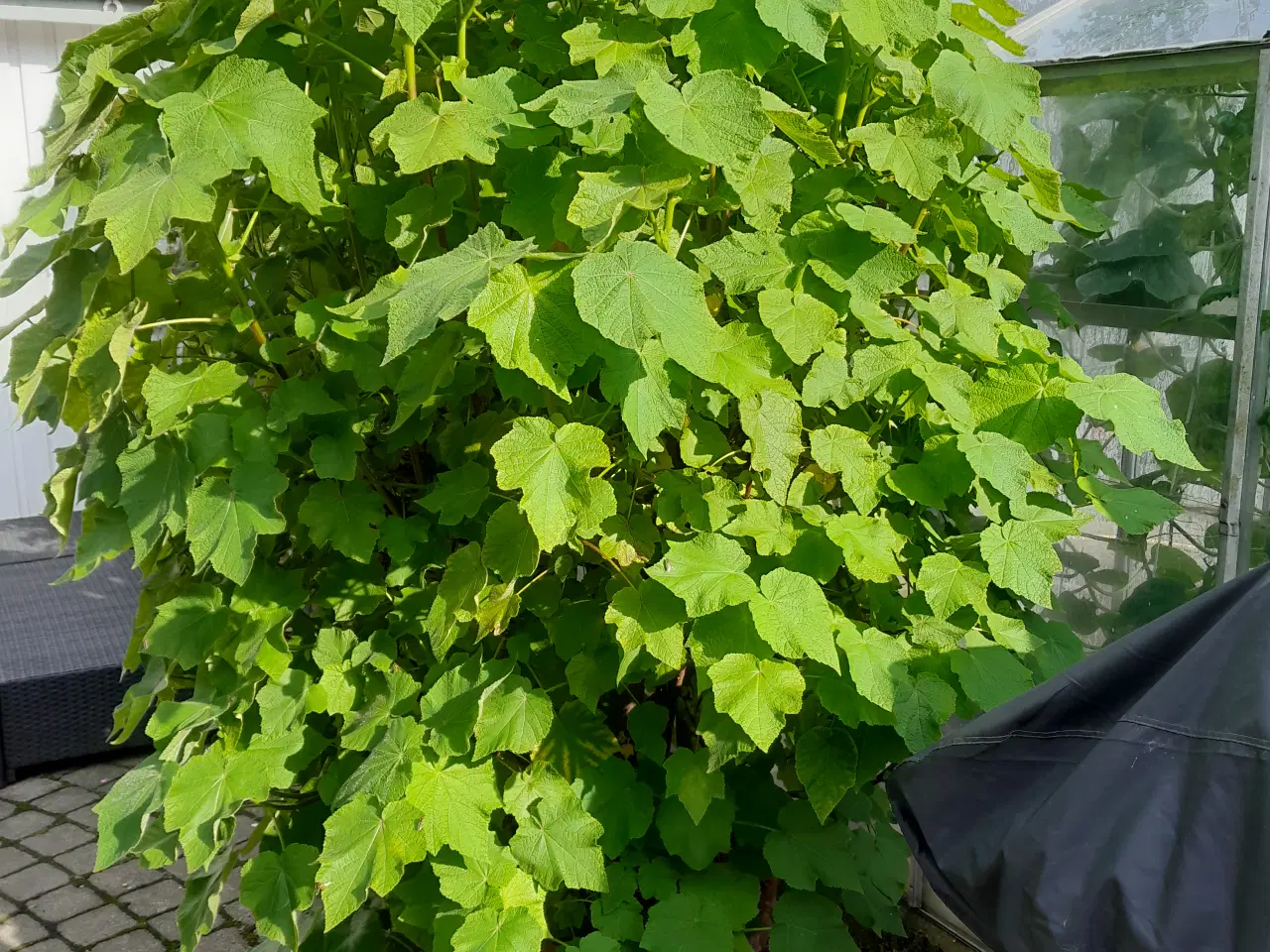 Billede 1 - Sparmannia africana Stor grøn potteplante ca. 180 