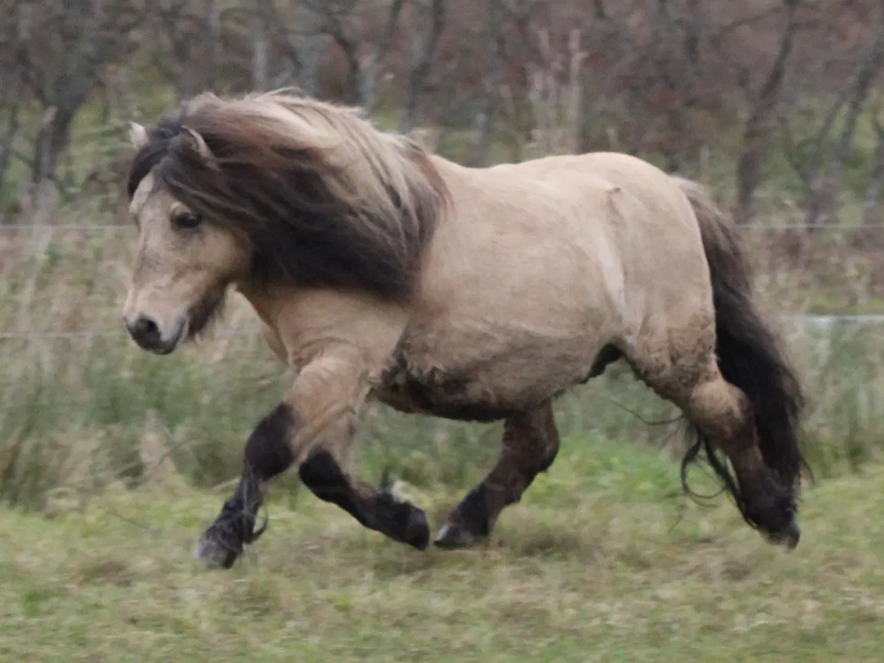 Billede 7 - Kåret avlshingst, sidste chance som hingst!