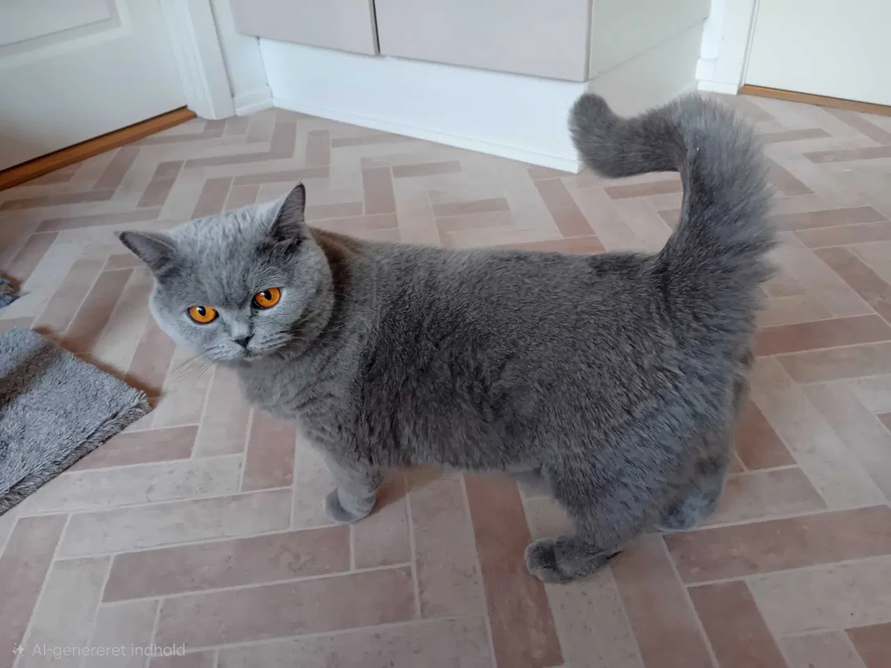 Billede 12 - 🐾 British Shorthair killinger 