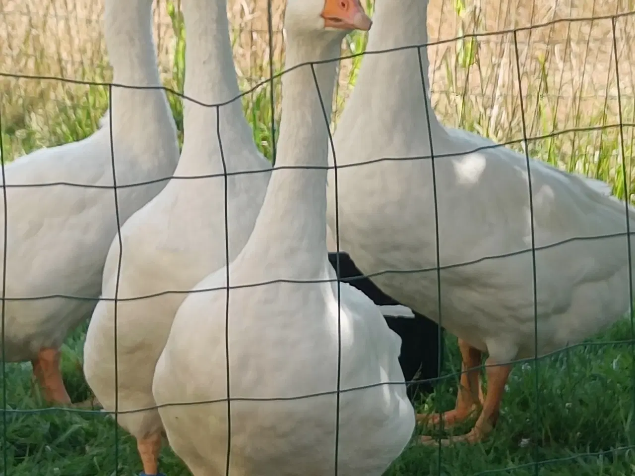 Billede 2 - Gæs Dansk landrace