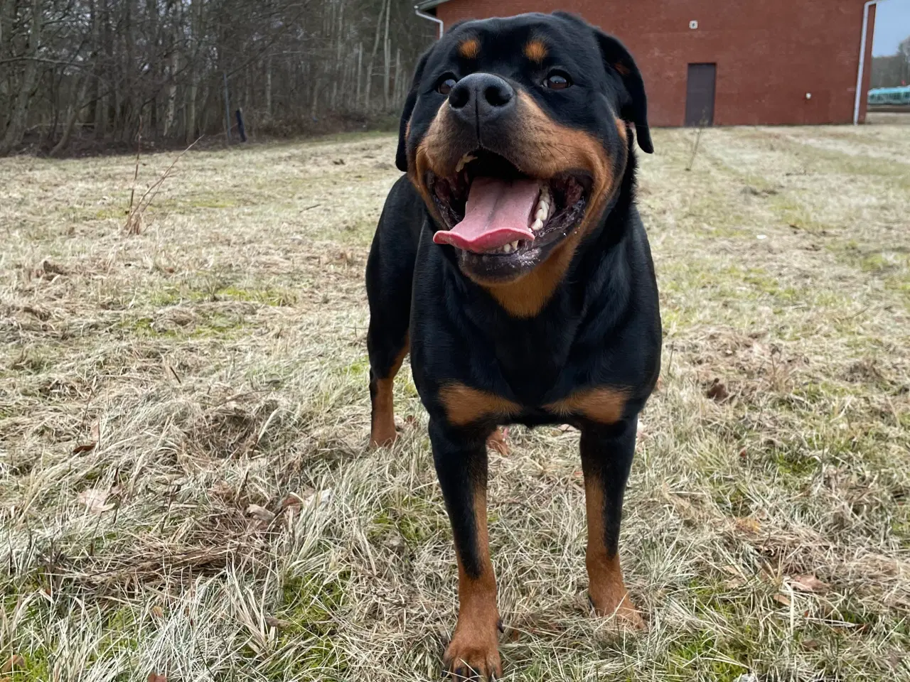 Billede 4 - Rottweiler tæve