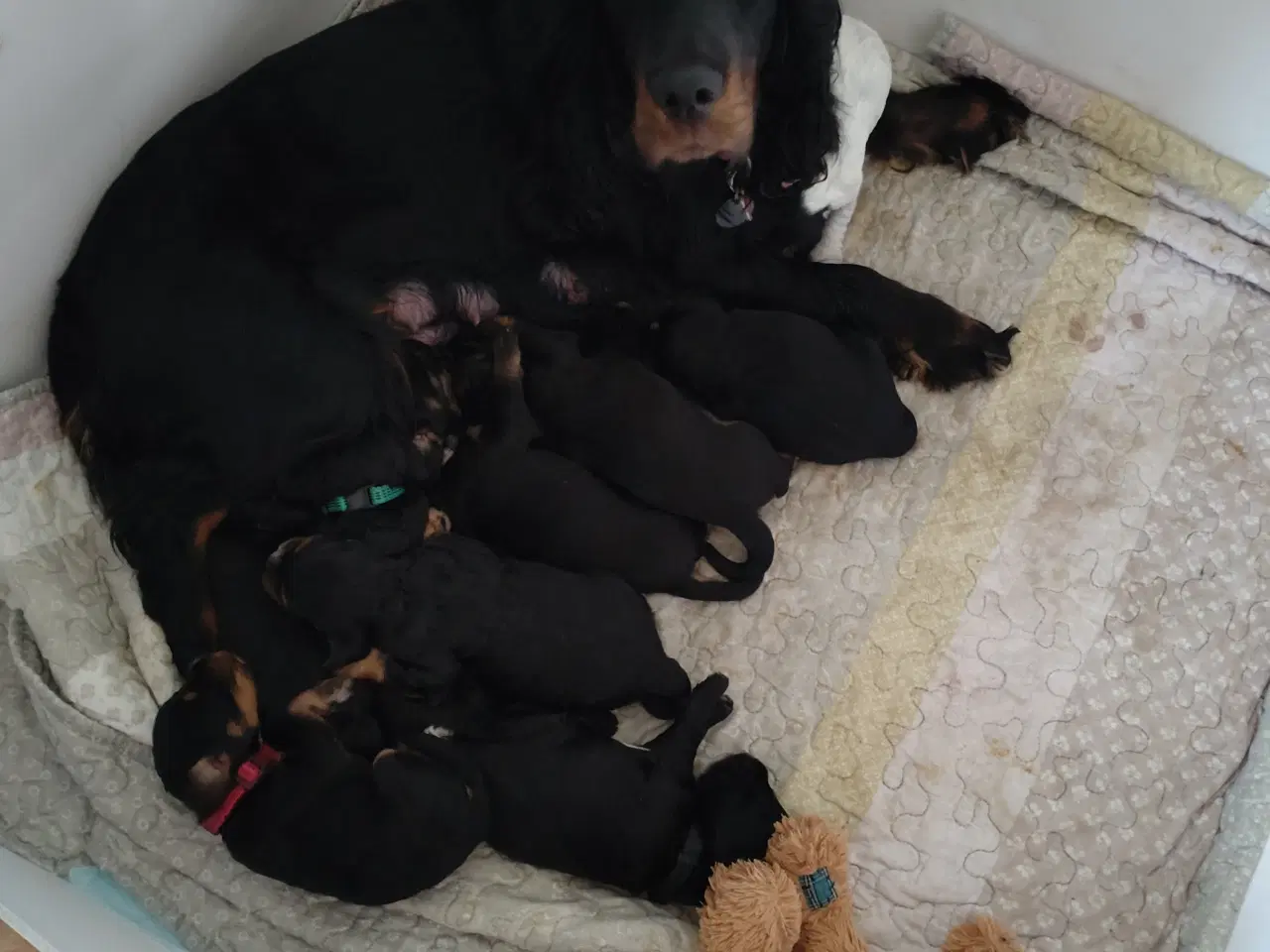 Billede 2 - Cavapoo / Cocker Spaniel Hvalpe