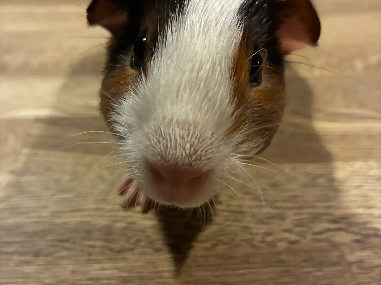 Billede 2 - Marsvine unge