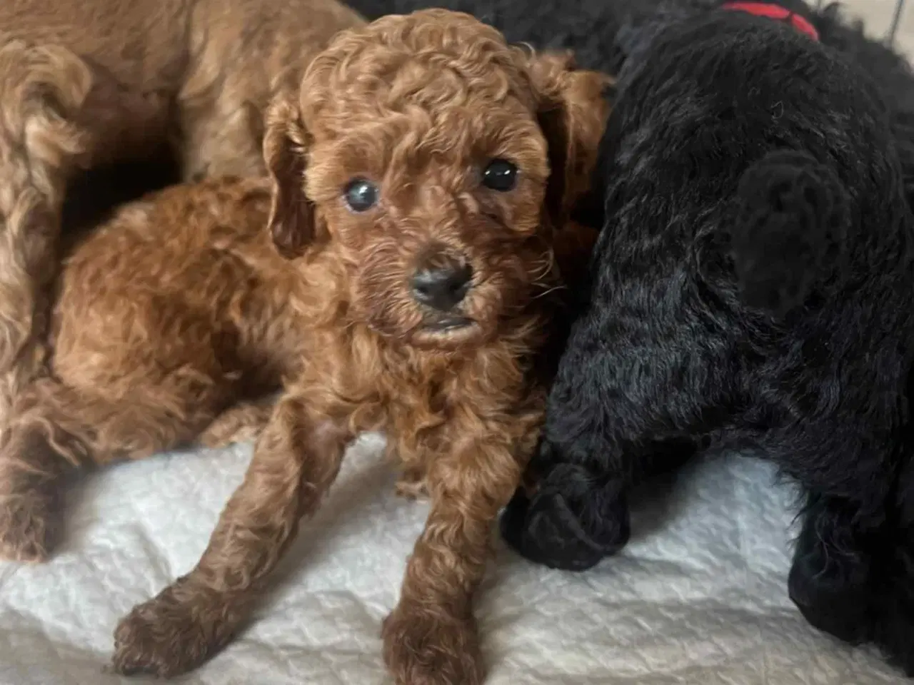 Billede 1 - Hund Cavapoo 