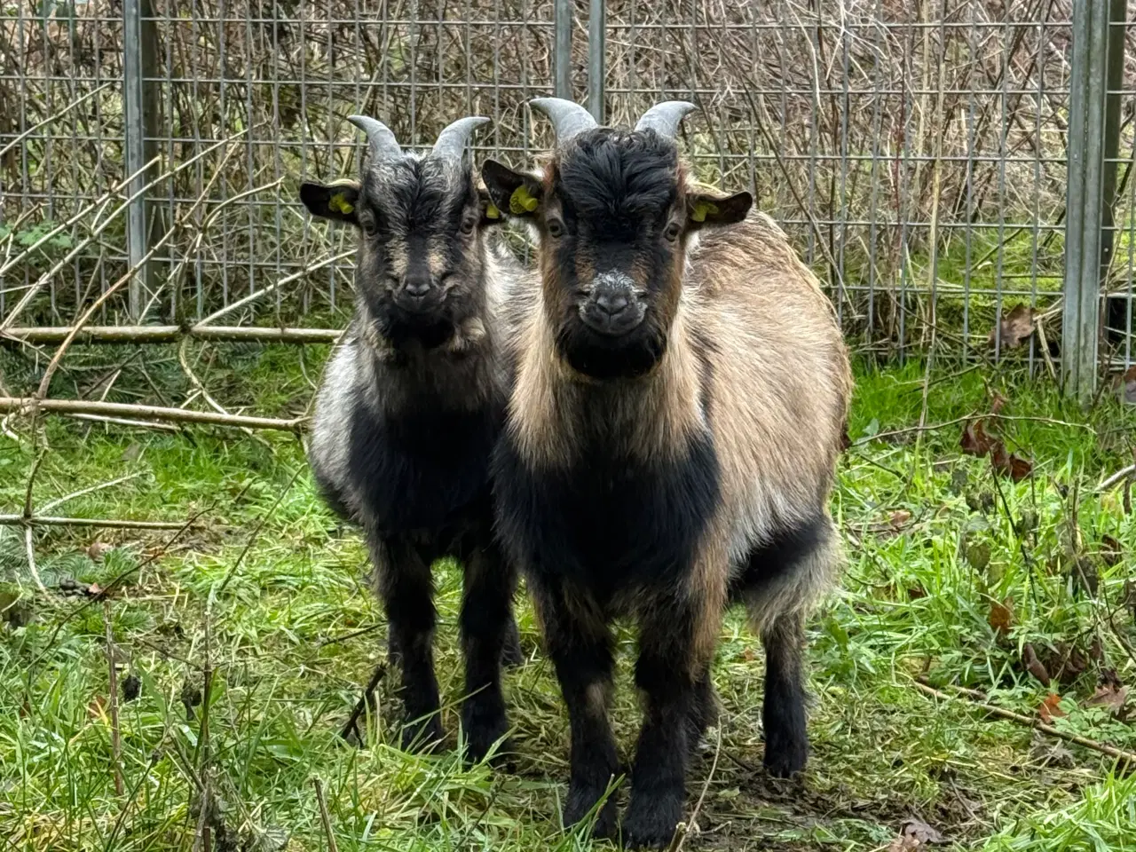 Billede 1 - Små søde dværggeder