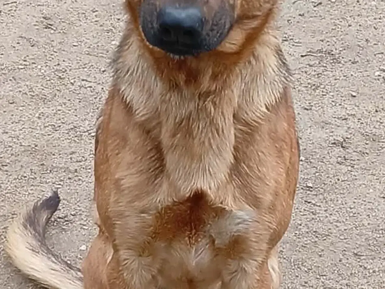 Billede 1 - Bertil med det skøre smil 🩷