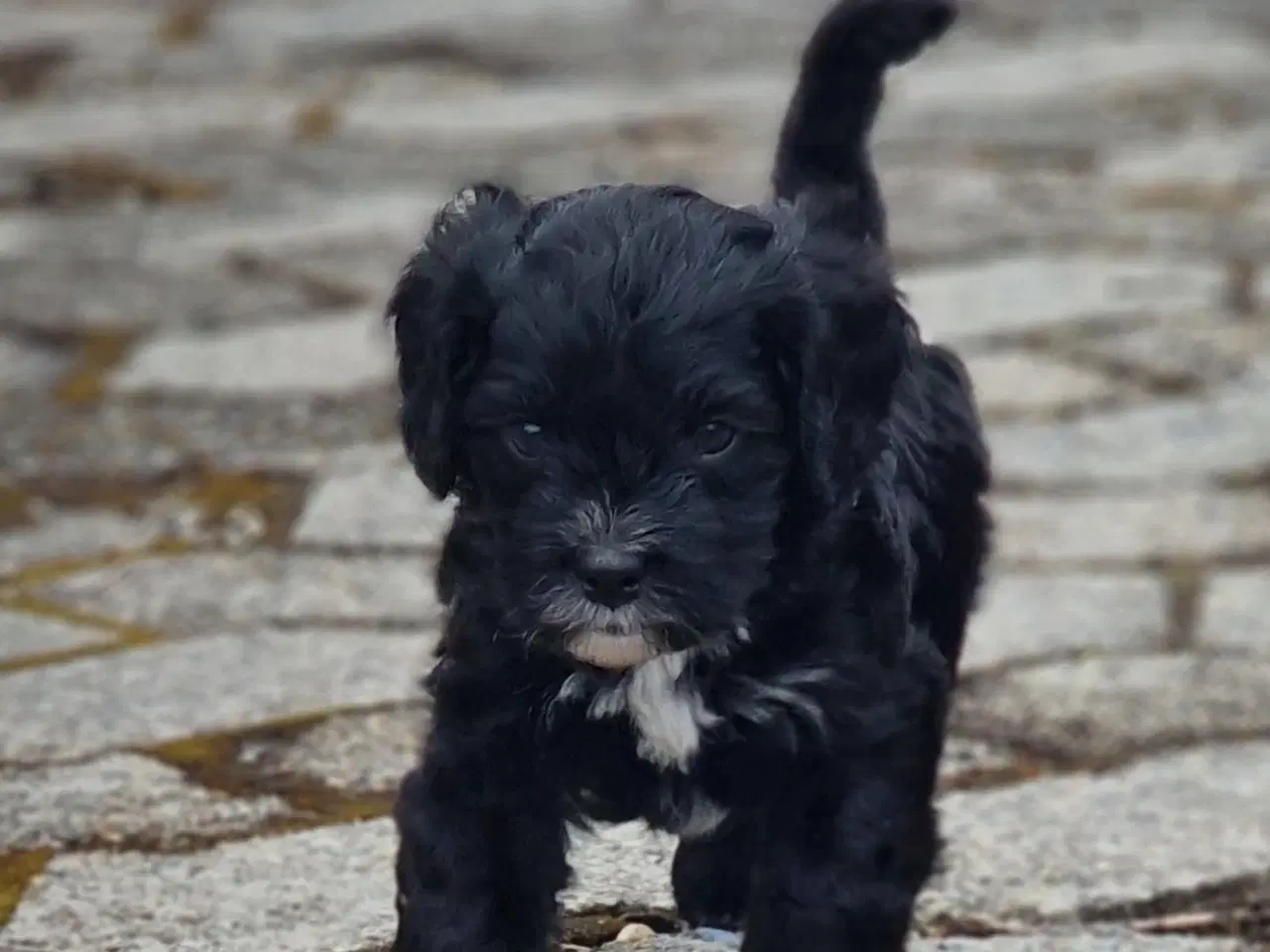 Billede 2 - Cavapoo hvalp sælges