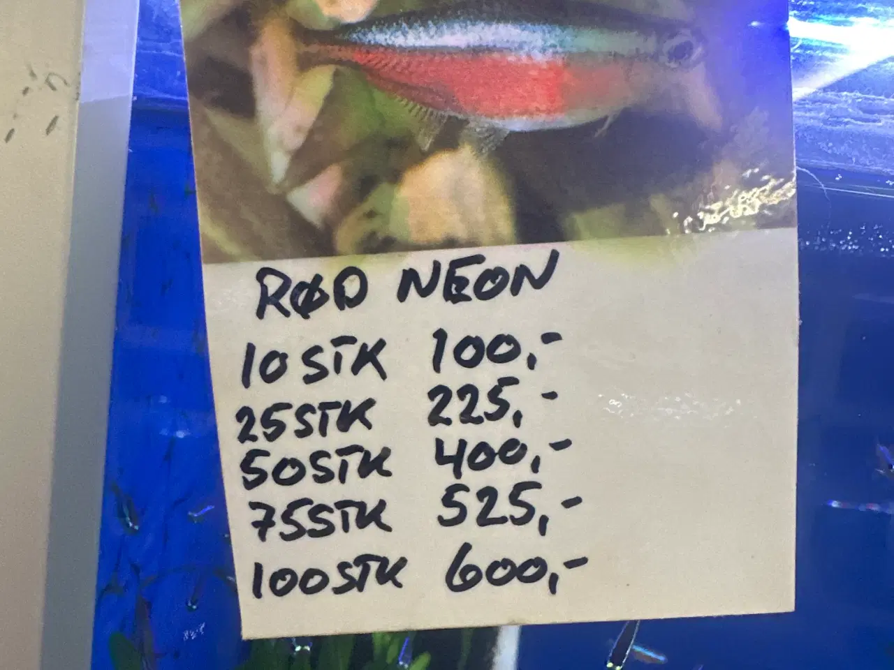 Billede 2 - Rød neon tetra