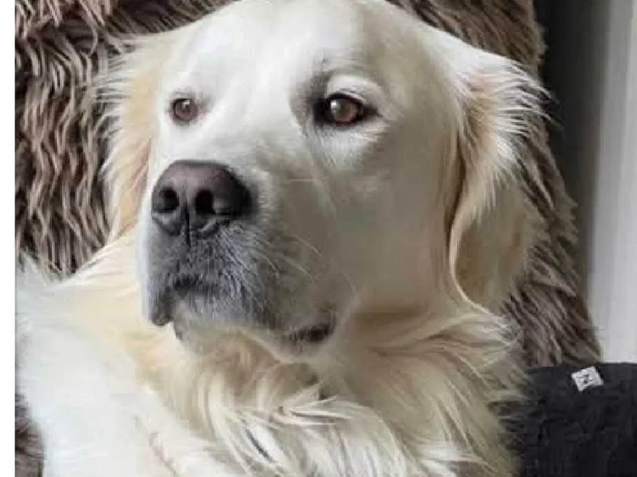 Billede 3 - Golden retriever hvalpe