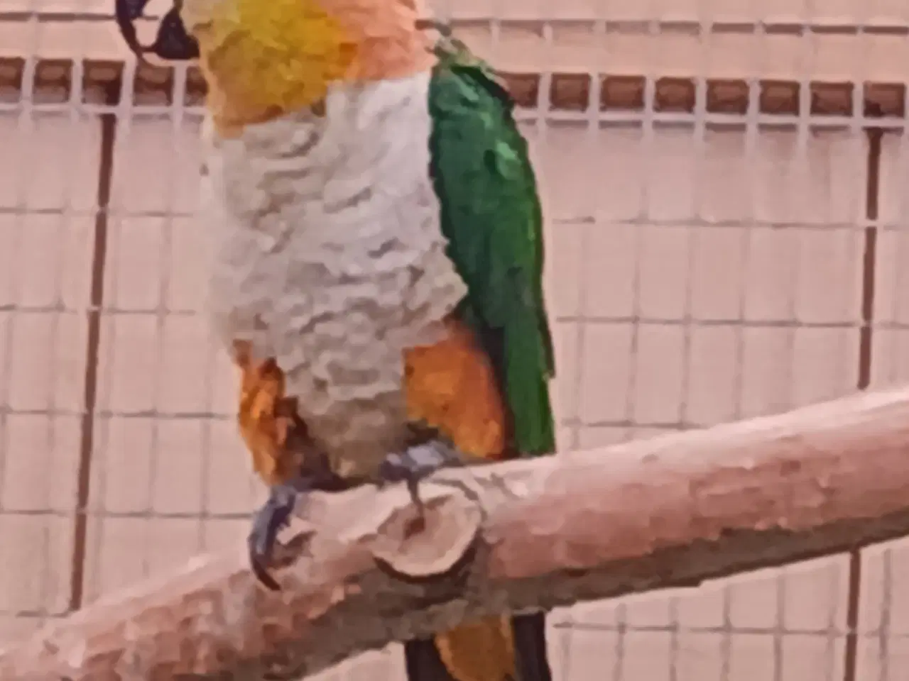 Billede 3 - Sorthovedet  caique 