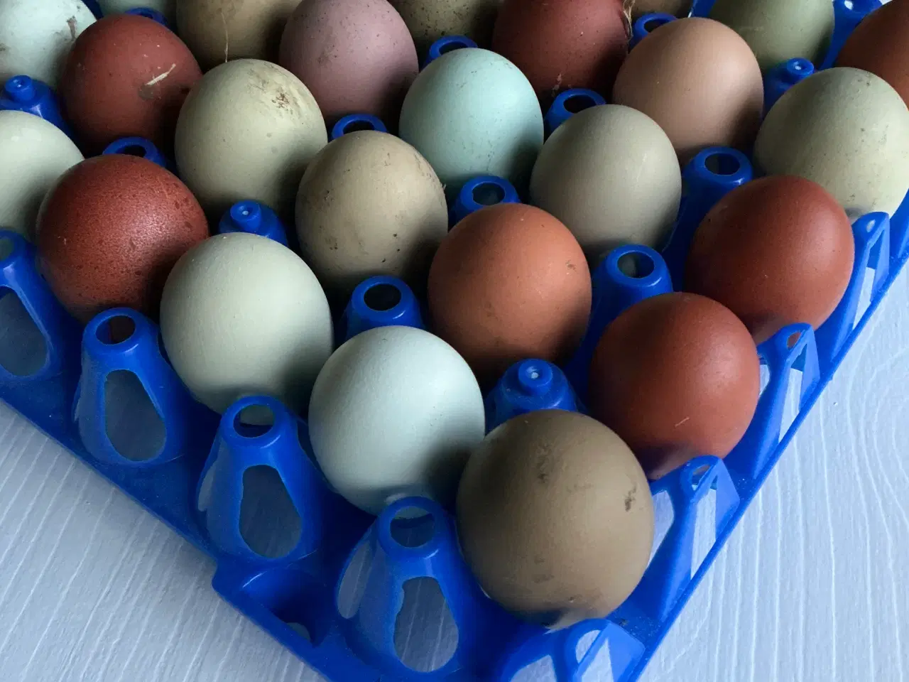 Billede 1 - Rugeæg I Gode Farver