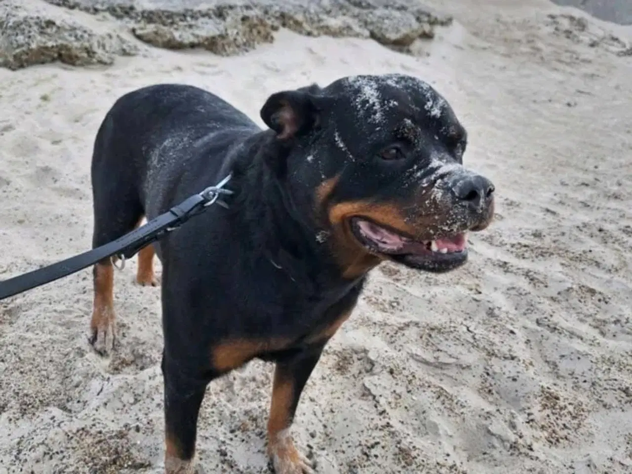 Billede 3 - Rottweiler hvalp ( Han ) 